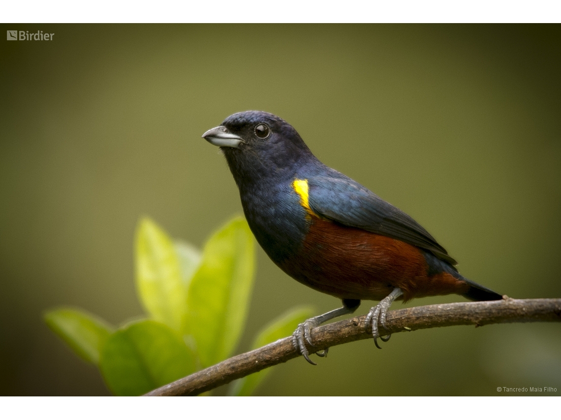 Euphonia pectoralis