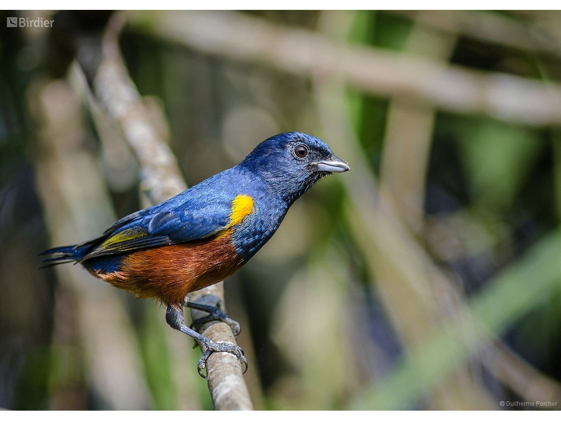 Euphonia pectoralis