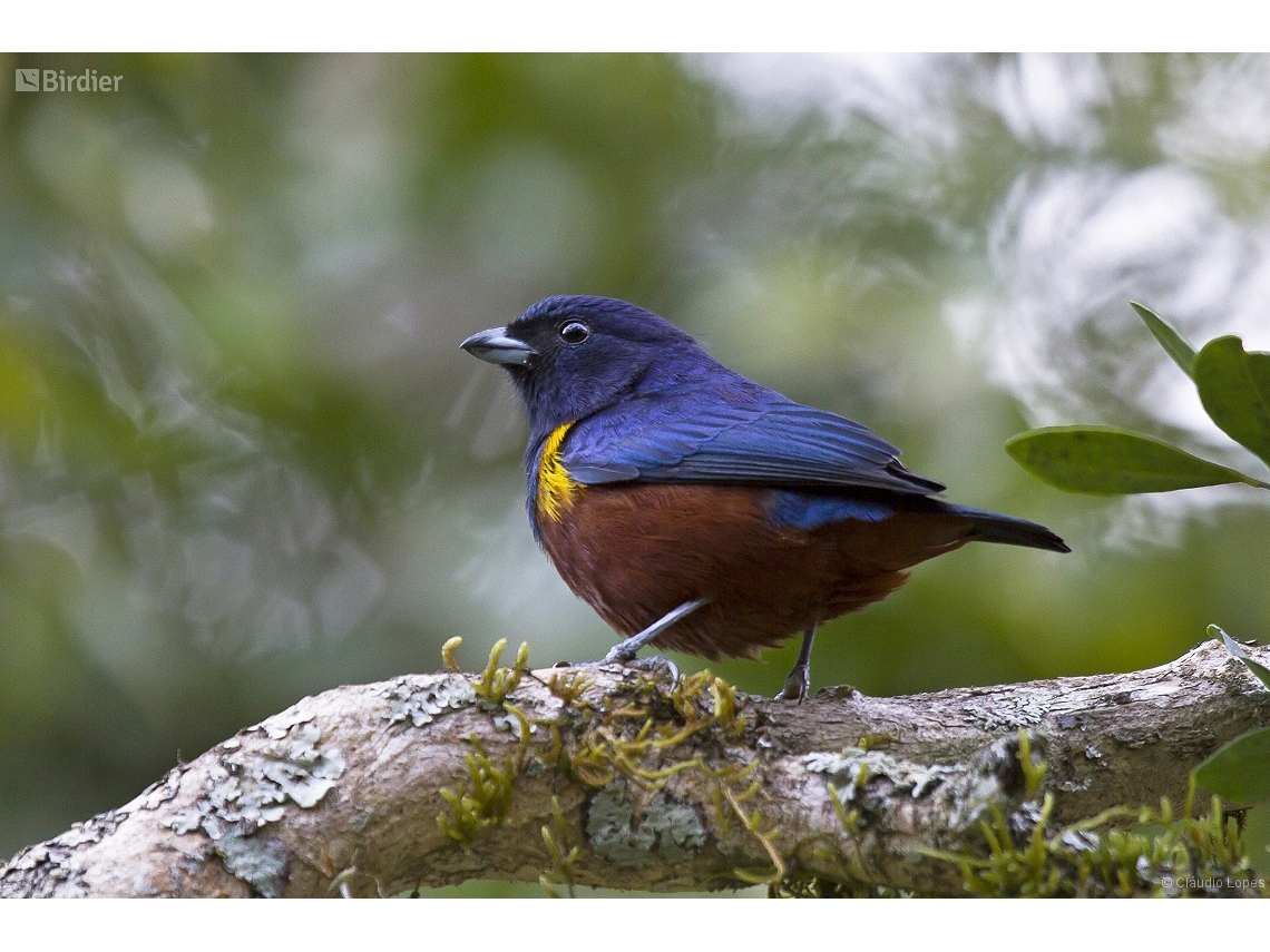 Euphonia pectoralis