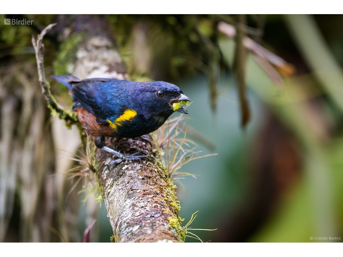 Euphonia pectoralis