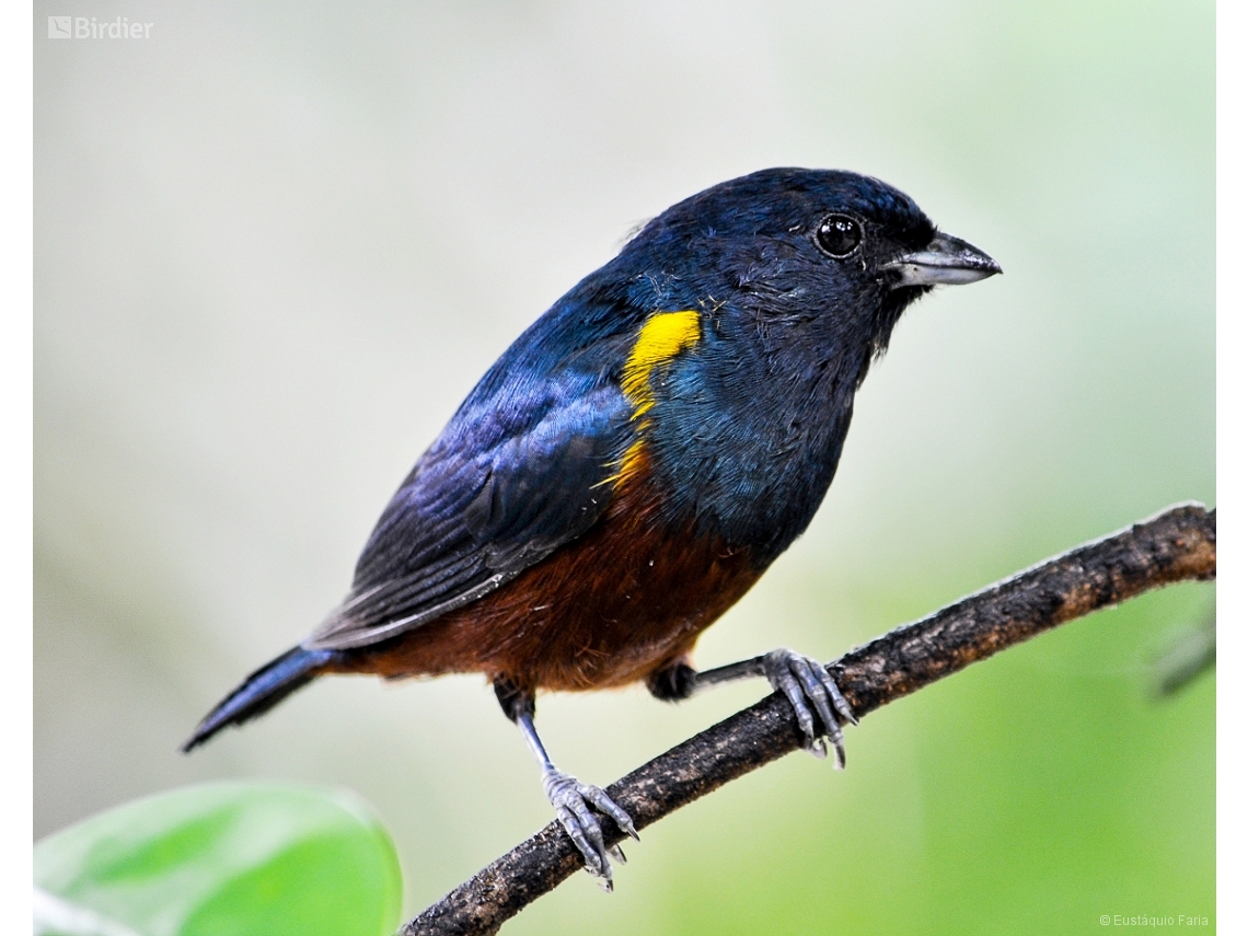 Euphonia pectoralis