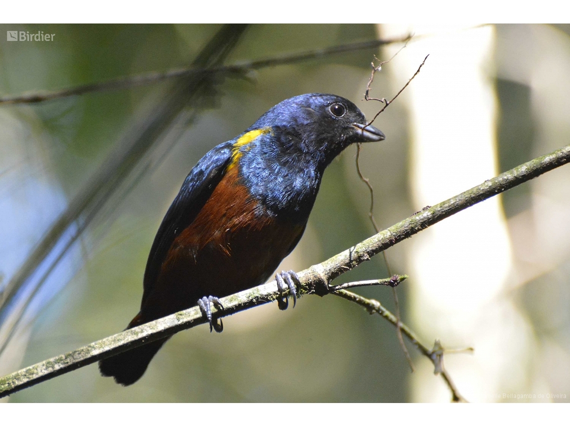 Euphonia pectoralis