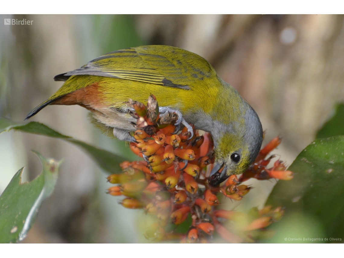 Euphonia pectoralis