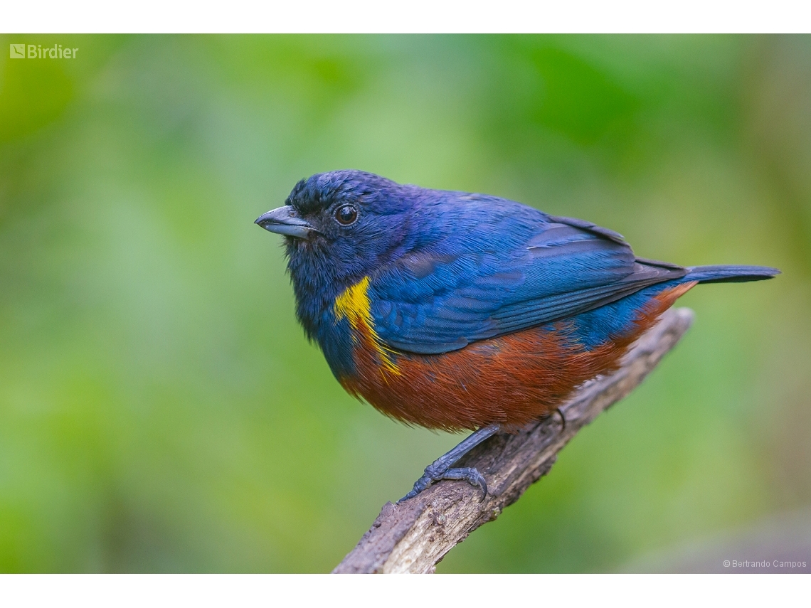 Euphonia pectoralis