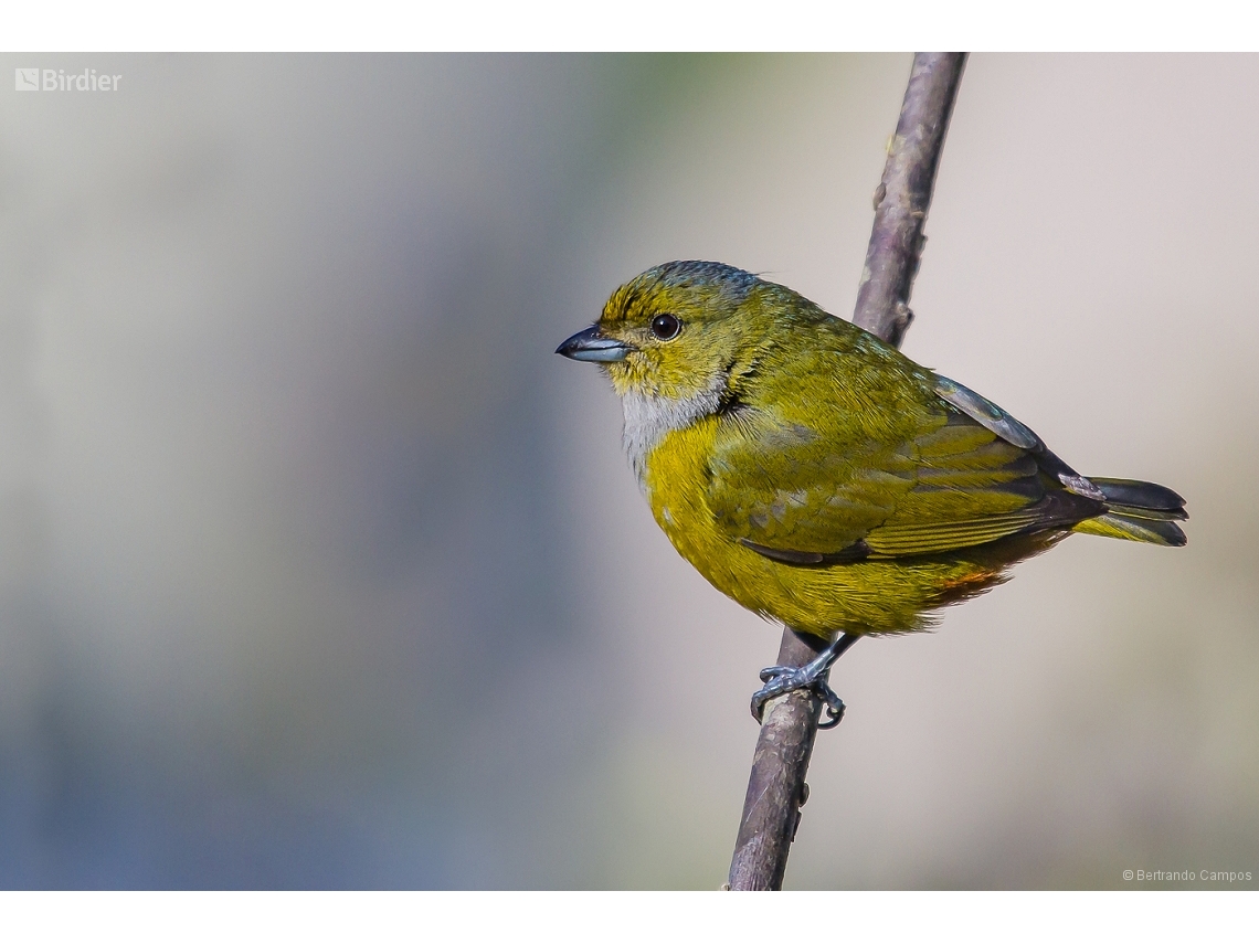 Euphonia pectoralis