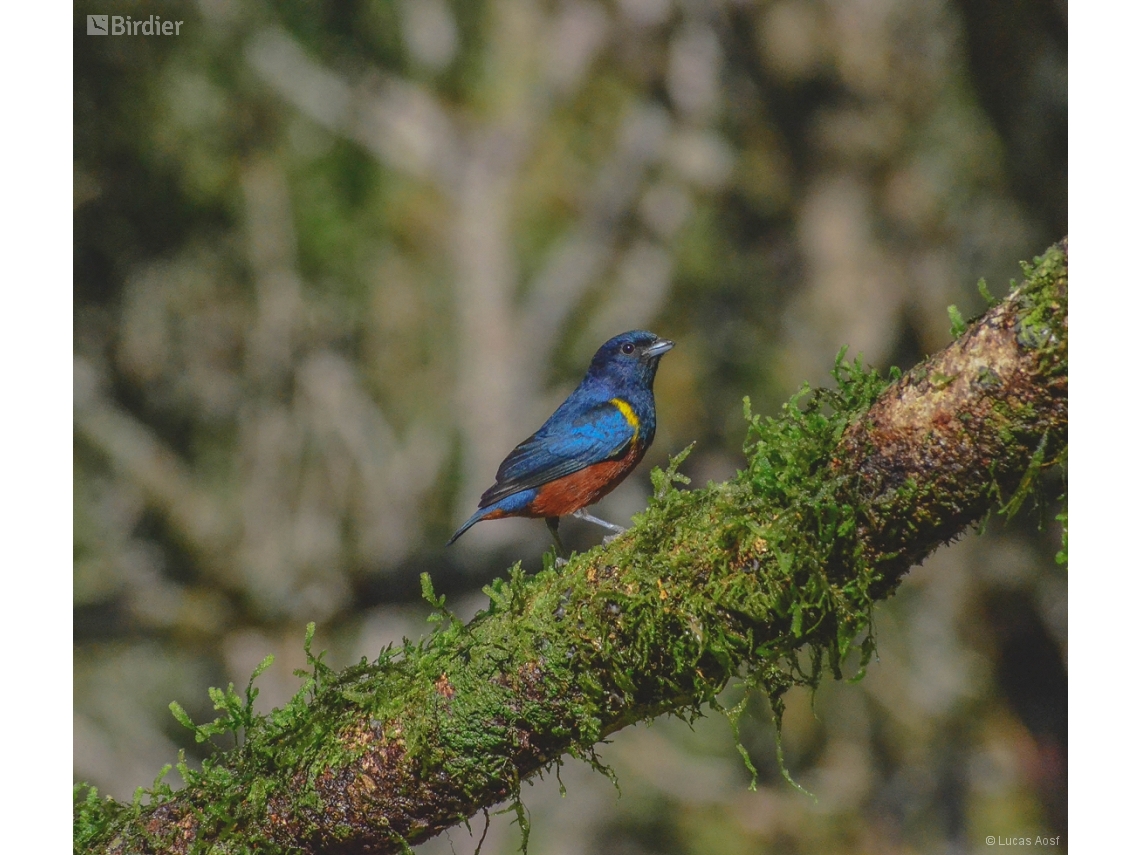 Euphonia pectoralis