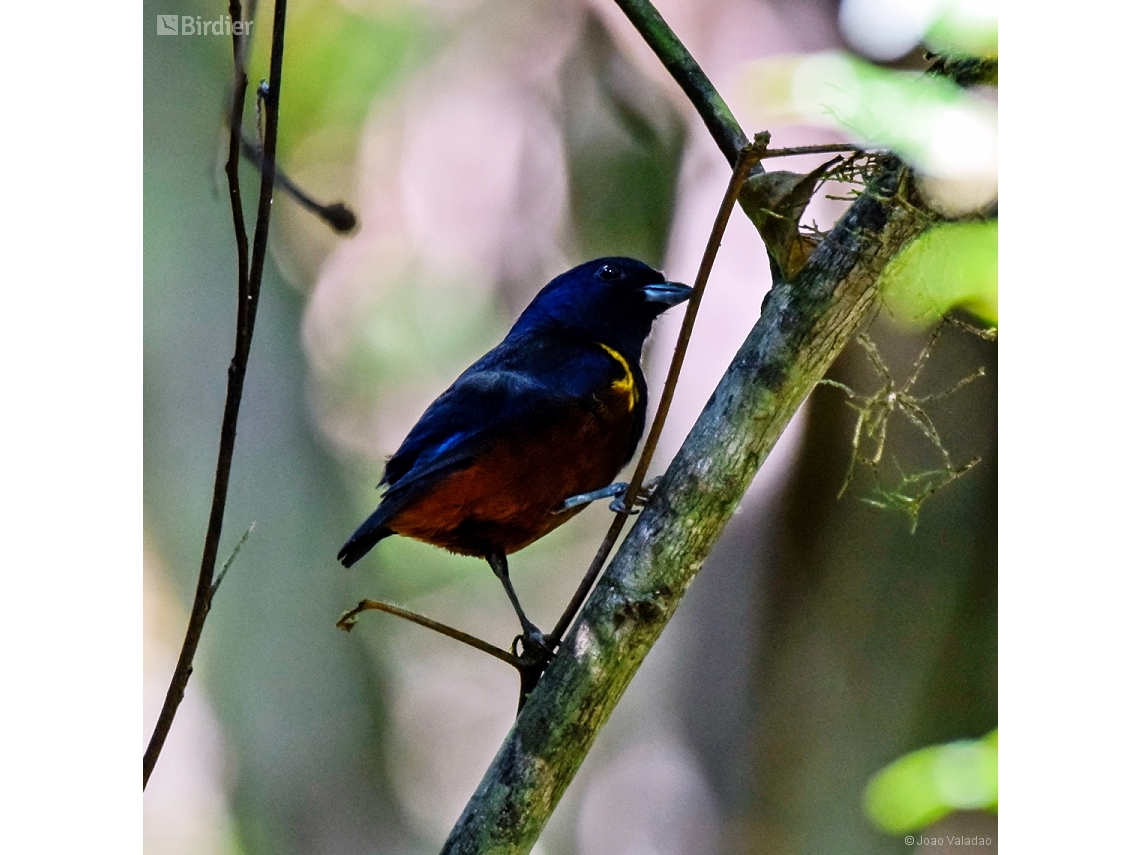 Euphonia pectoralis