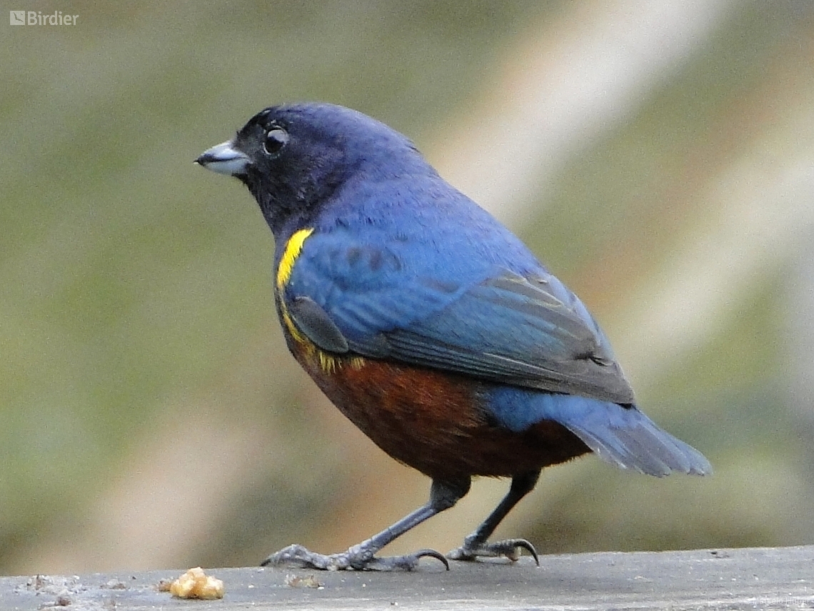 Euphonia pectoralis