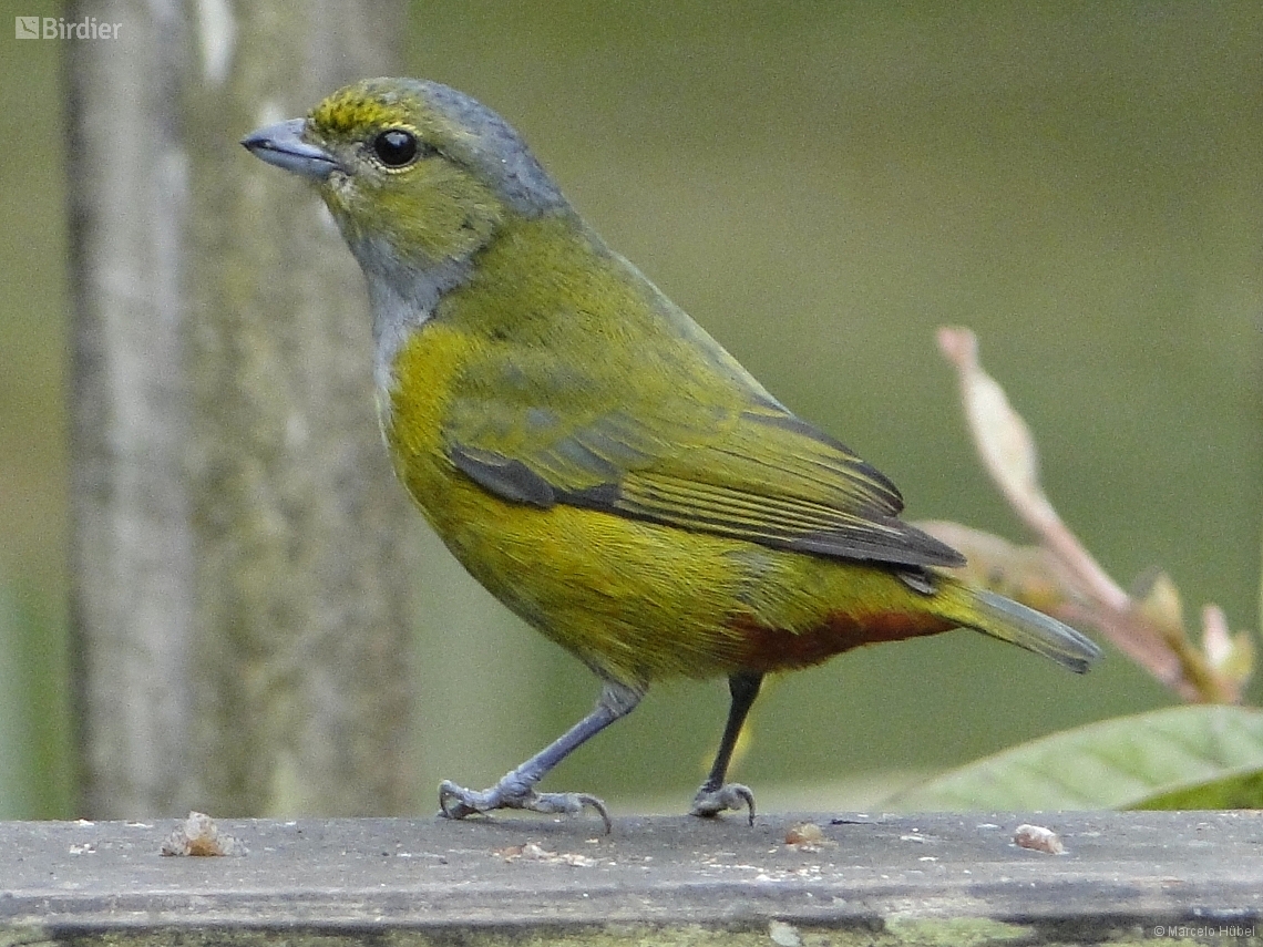 Euphonia pectoralis