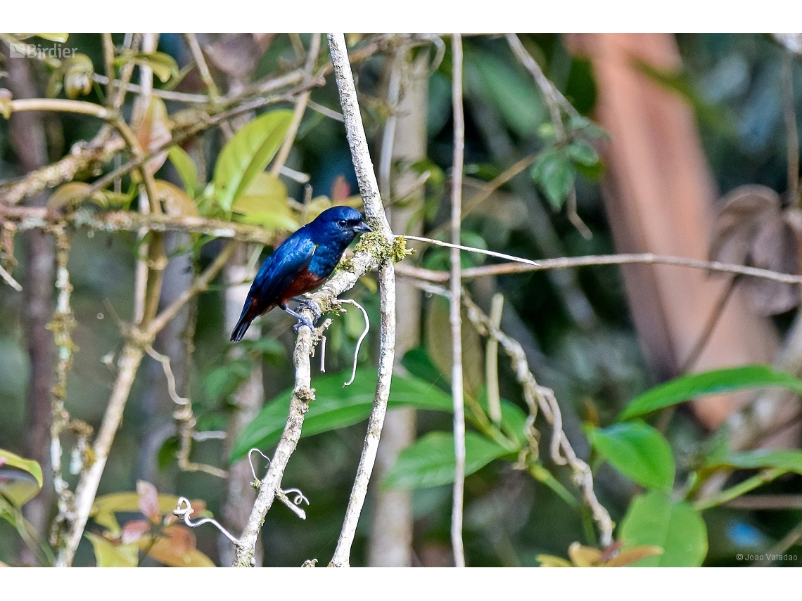 Euphonia pectoralis