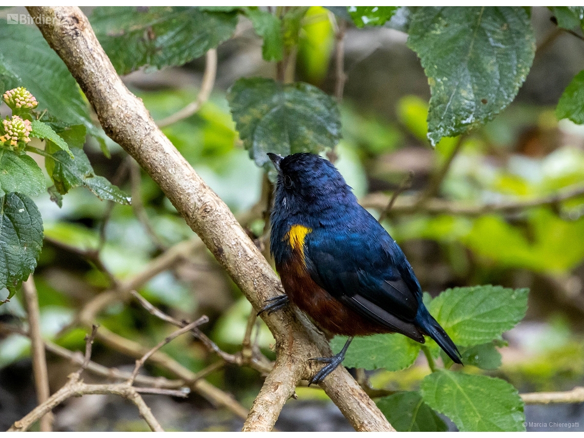 Euphonia pectoralis