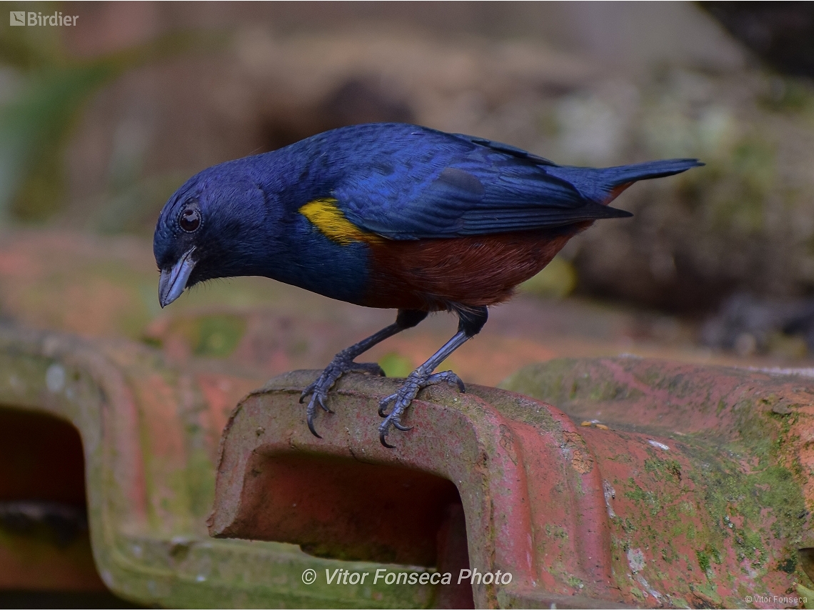 Euphonia pectoralis