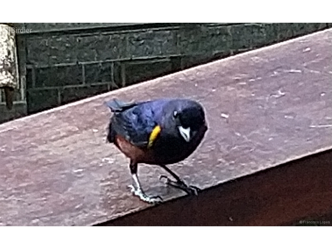 Euphonia pectoralis