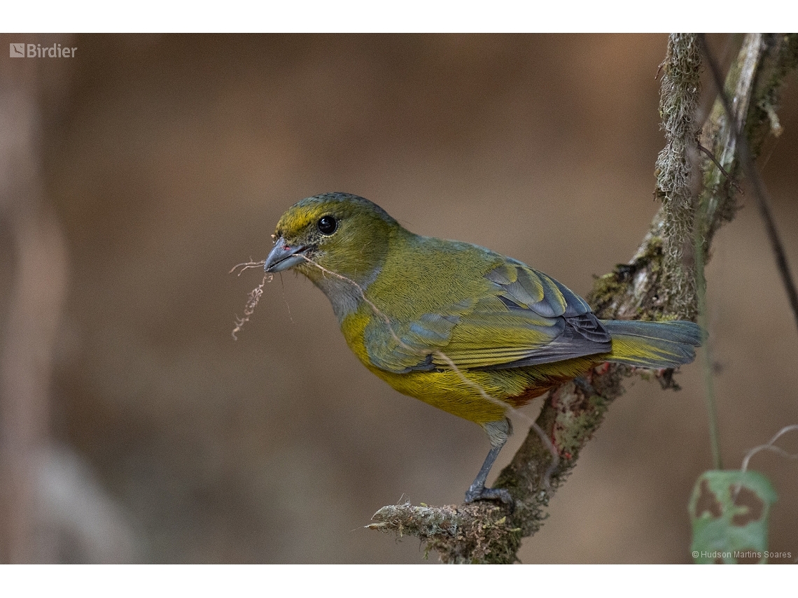 Euphonia pectoralis