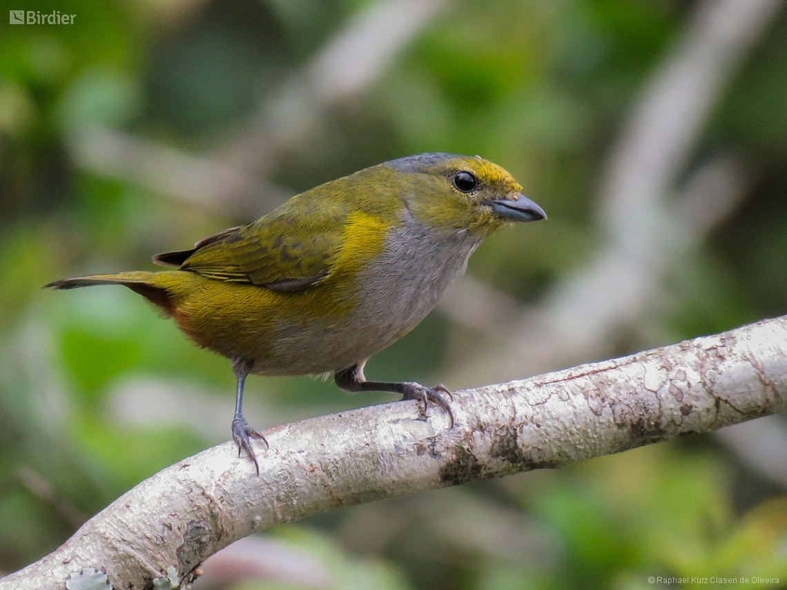 Euphonia pectoralis