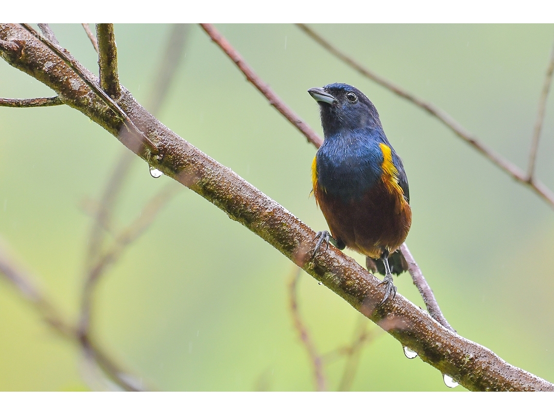 Euphonia pectoralis