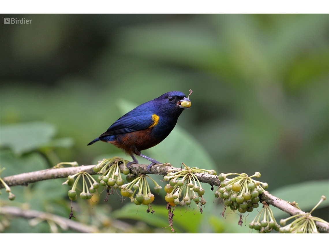 Euphonia pectoralis