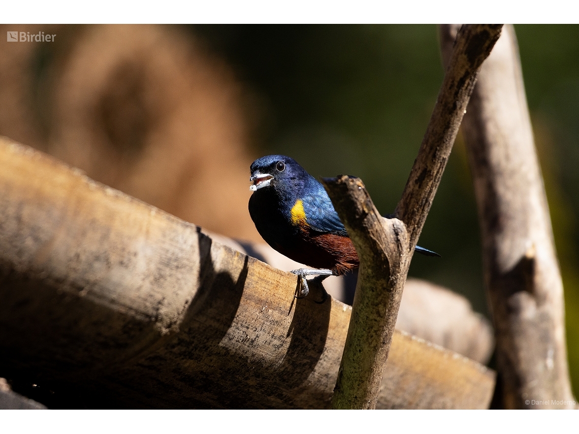 Euphonia pectoralis