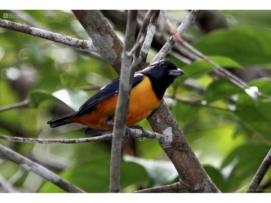 Euphonia rufiventris