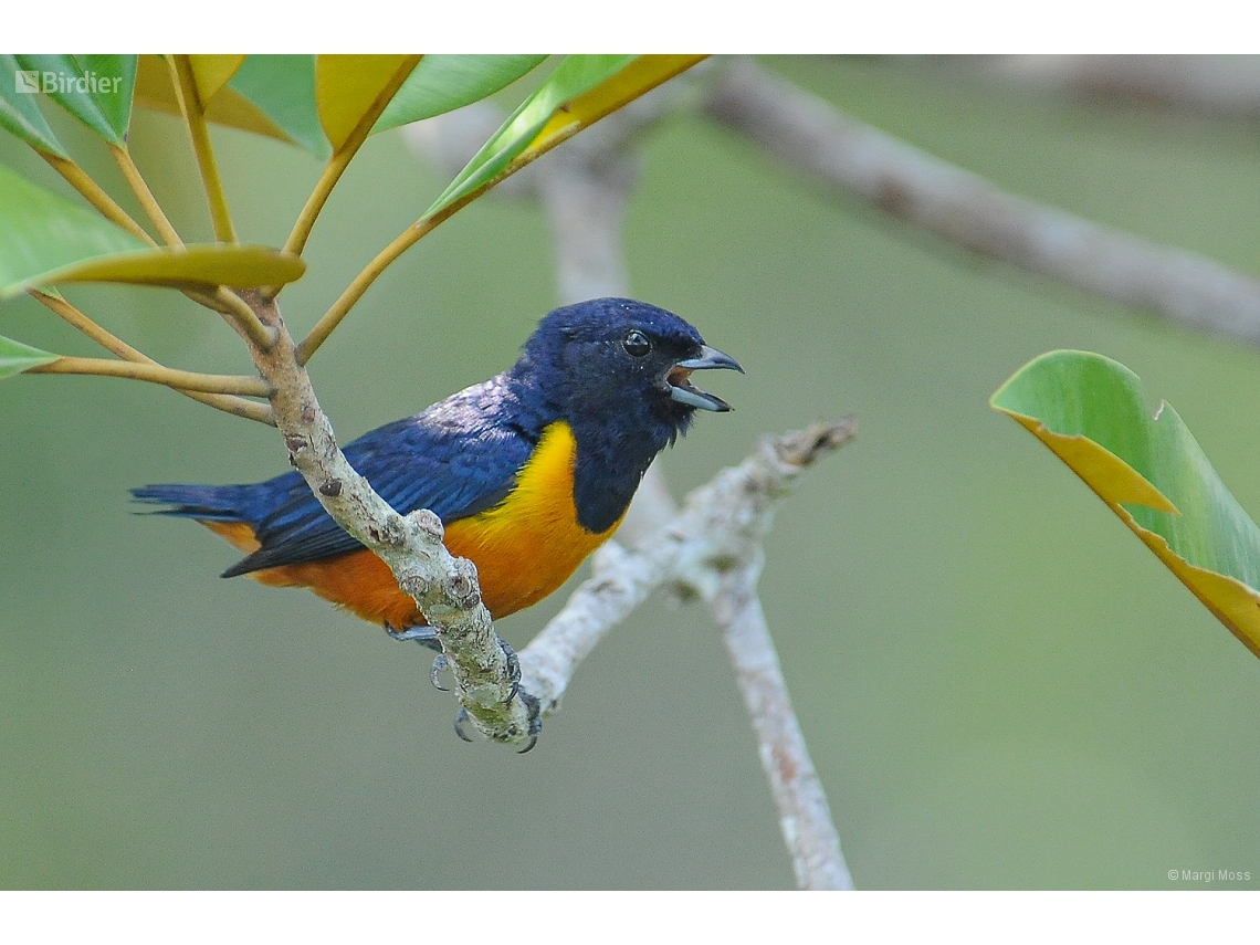 Euphonia rufiventris