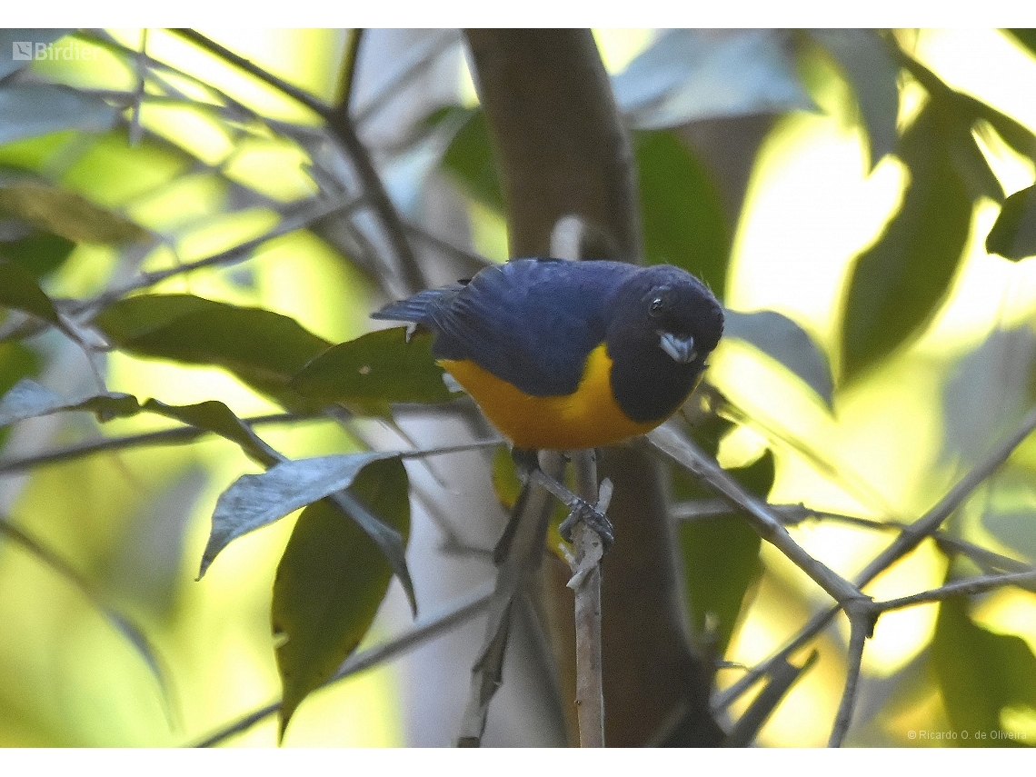 Euphonia rufiventris