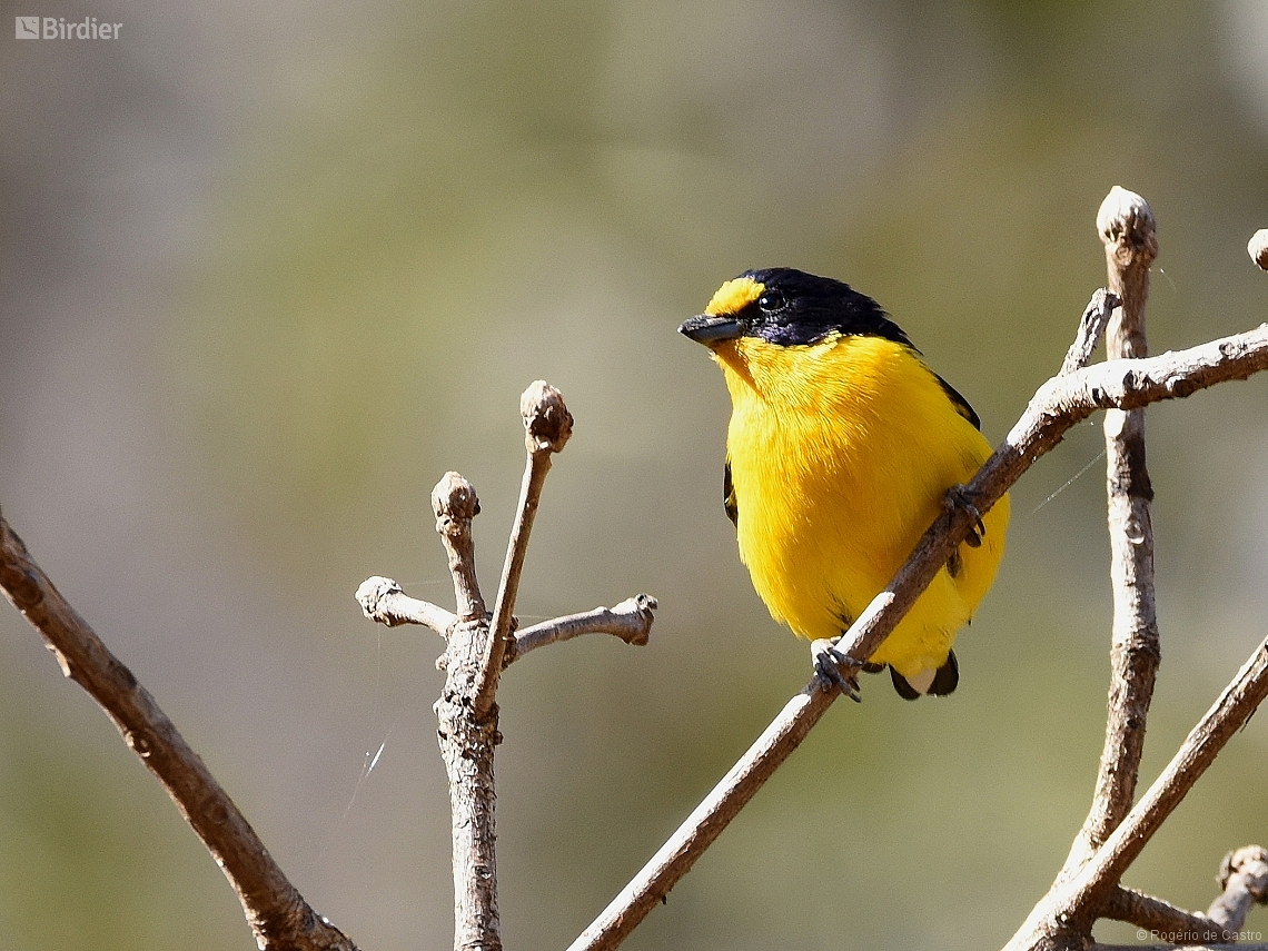 Euphonia violacea