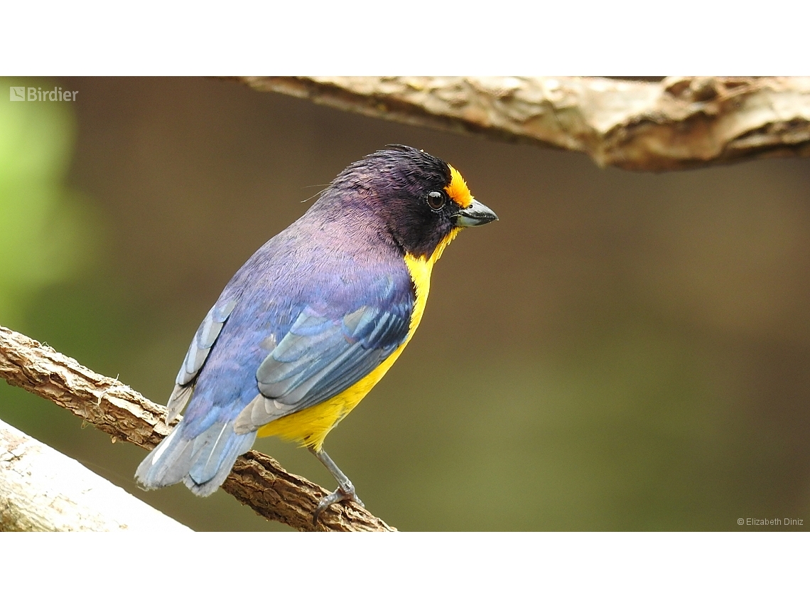 Euphonia violacea