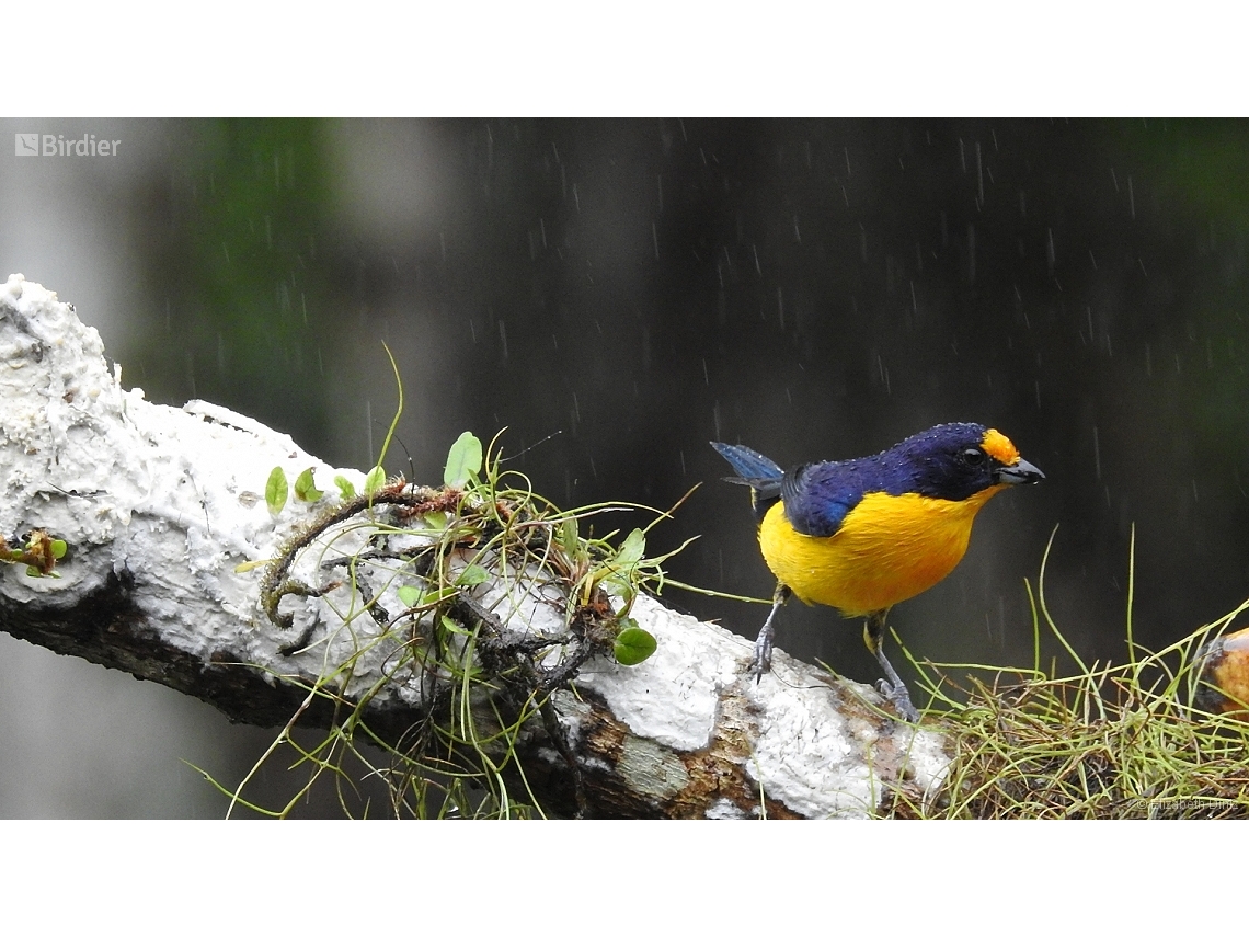 Euphonia violacea