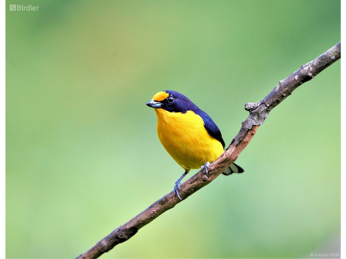 Euphonia violacea