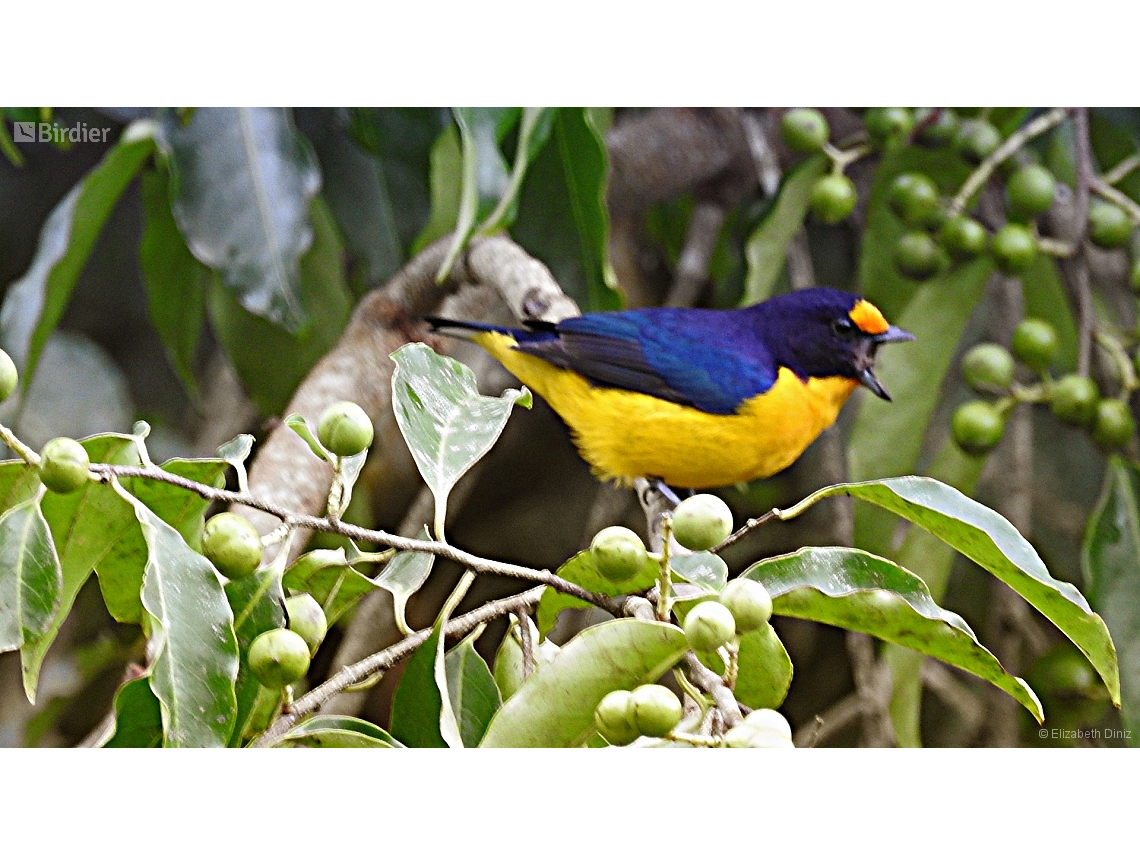 Euphonia violacea