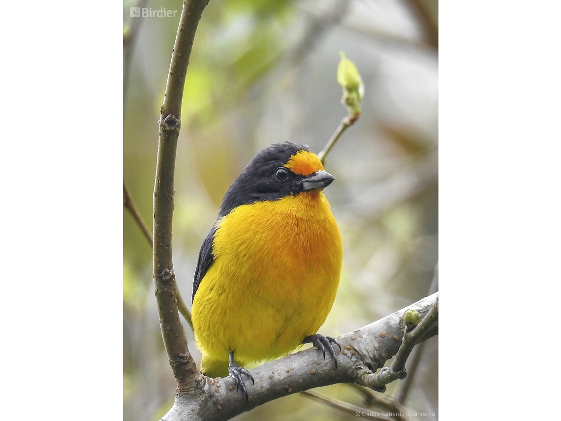 Euphonia violacea