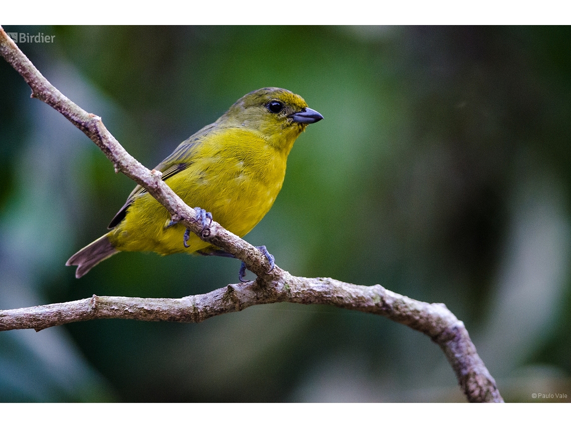 Euphonia violacea