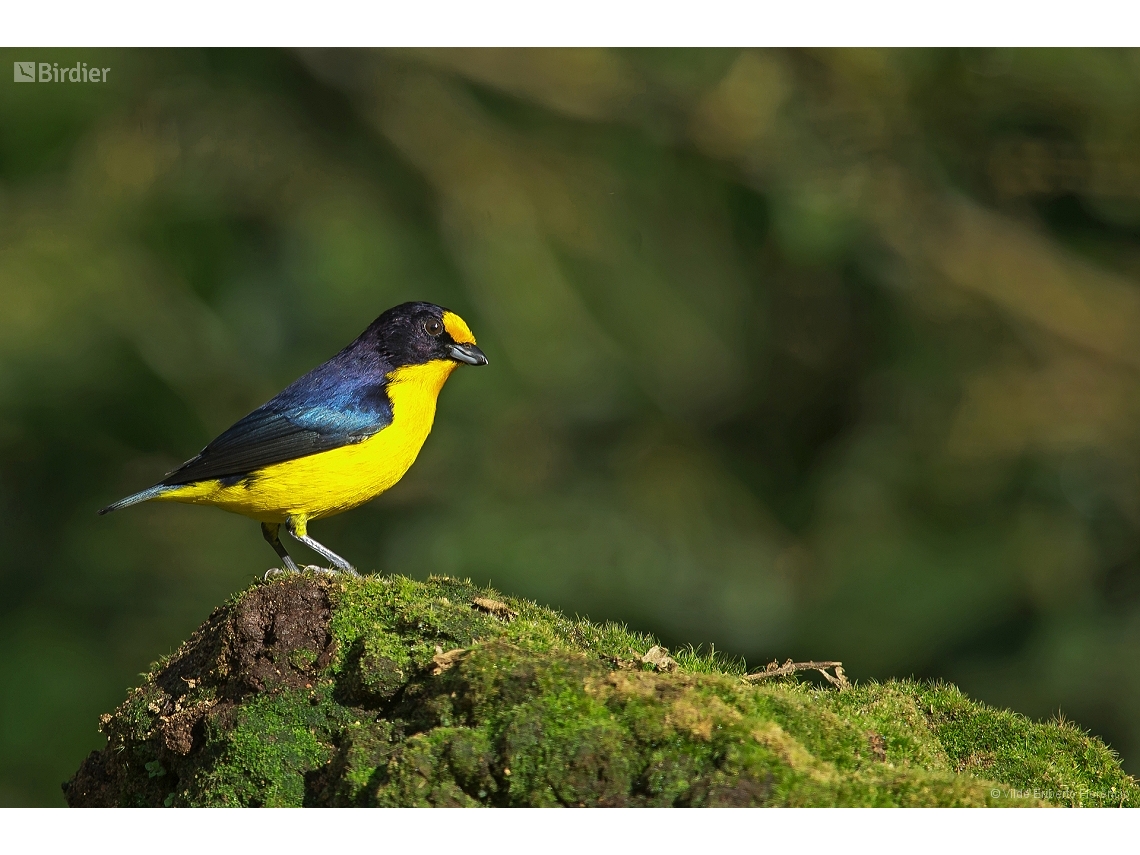 Euphonia violacea