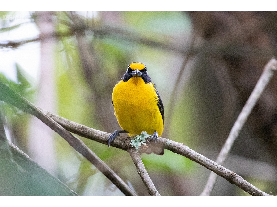 Euphonia violacea