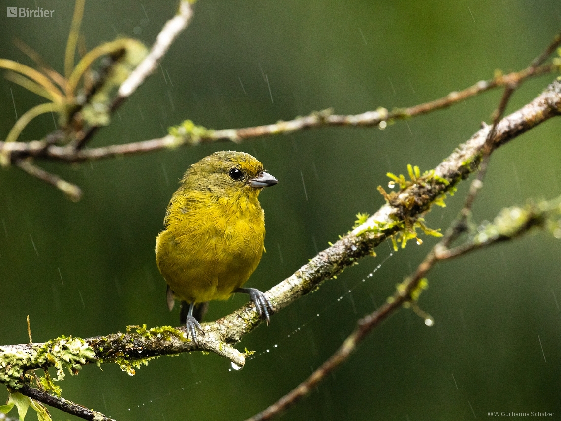 Euphonia violacea