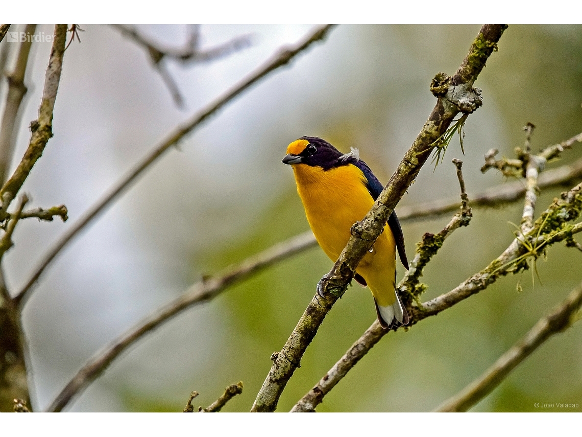 Euphonia violacea