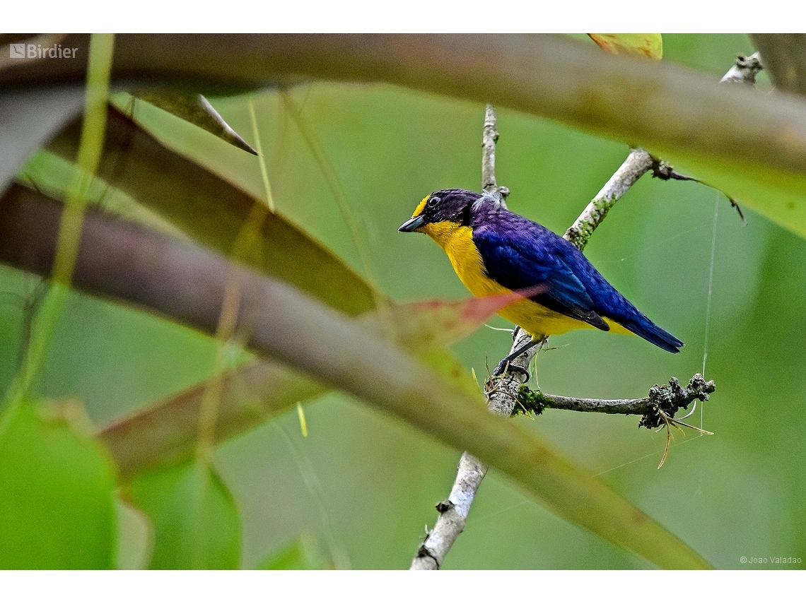 Euphonia violacea