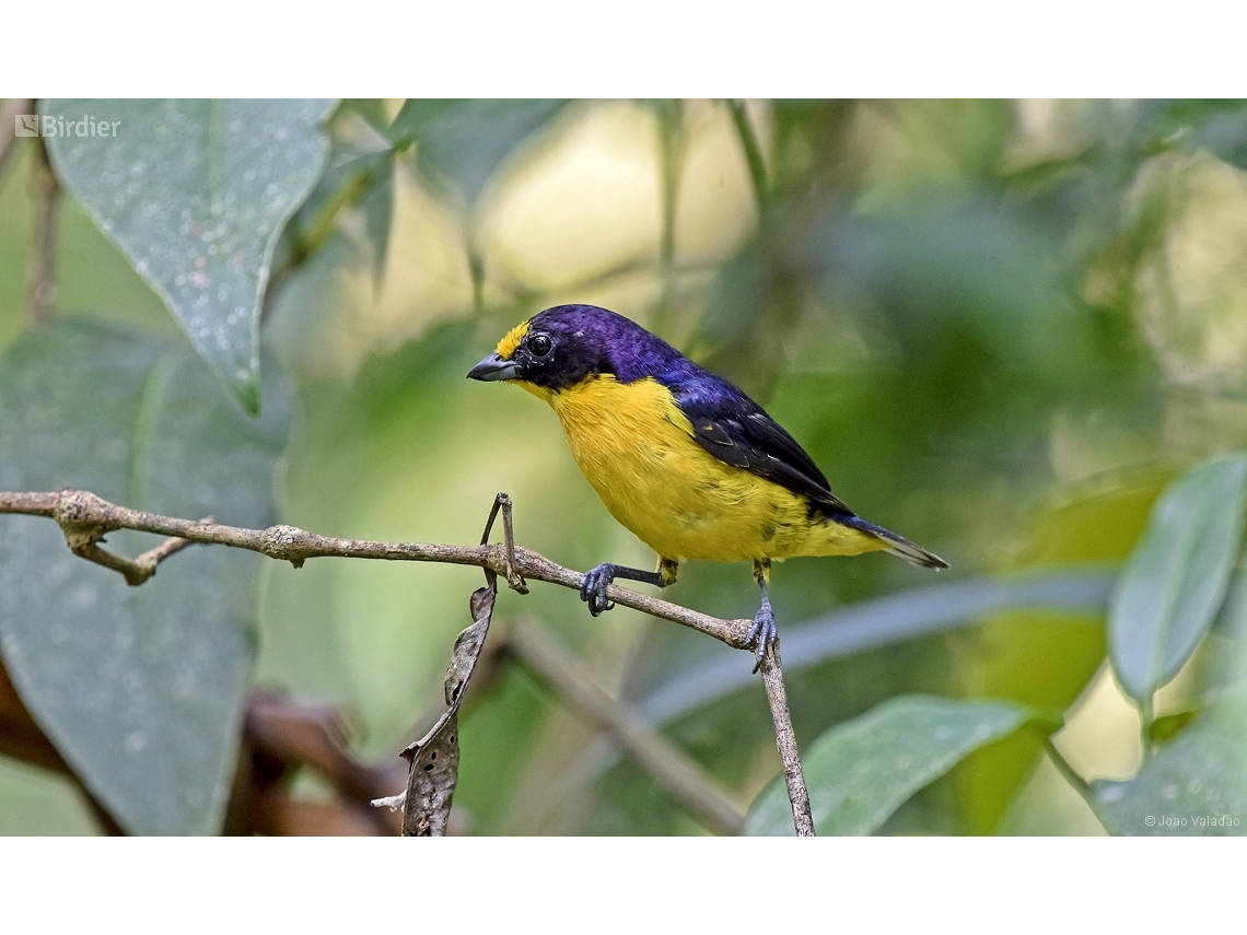 Euphonia violacea