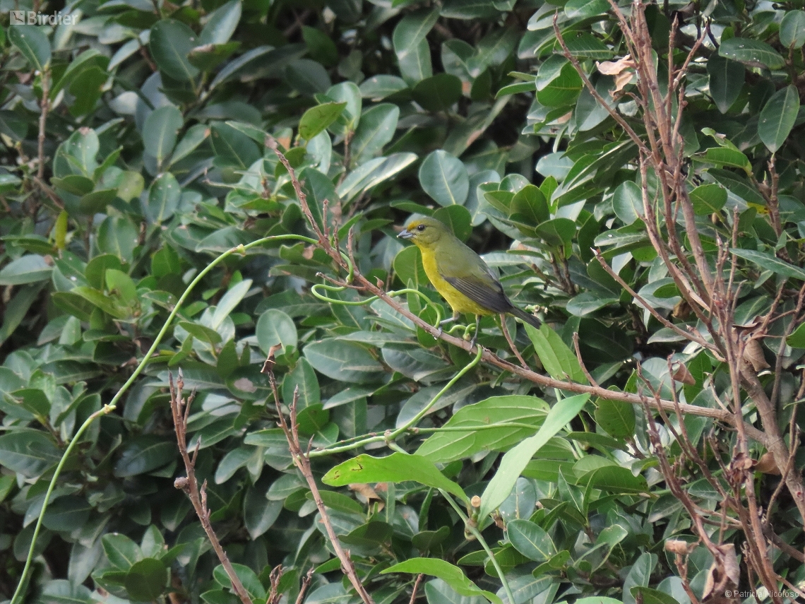 Euphonia violacea