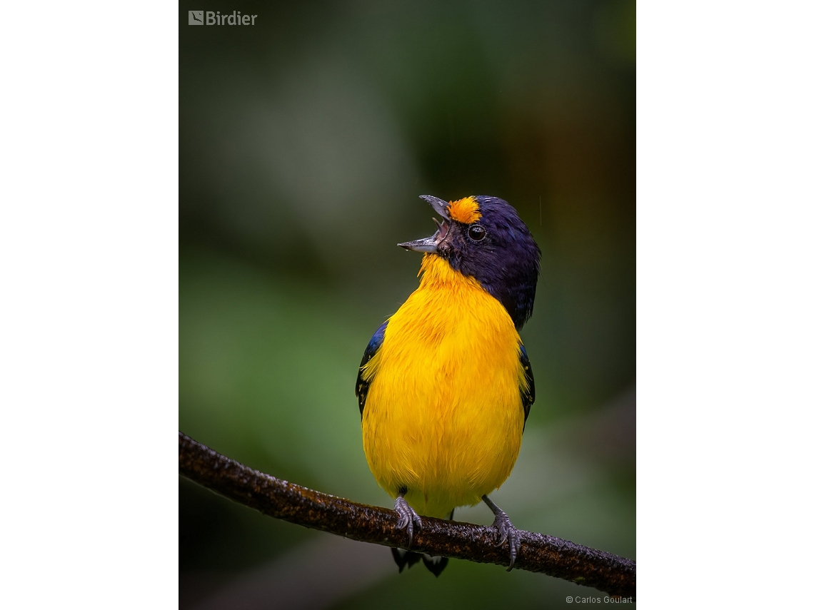 Euphonia violacea