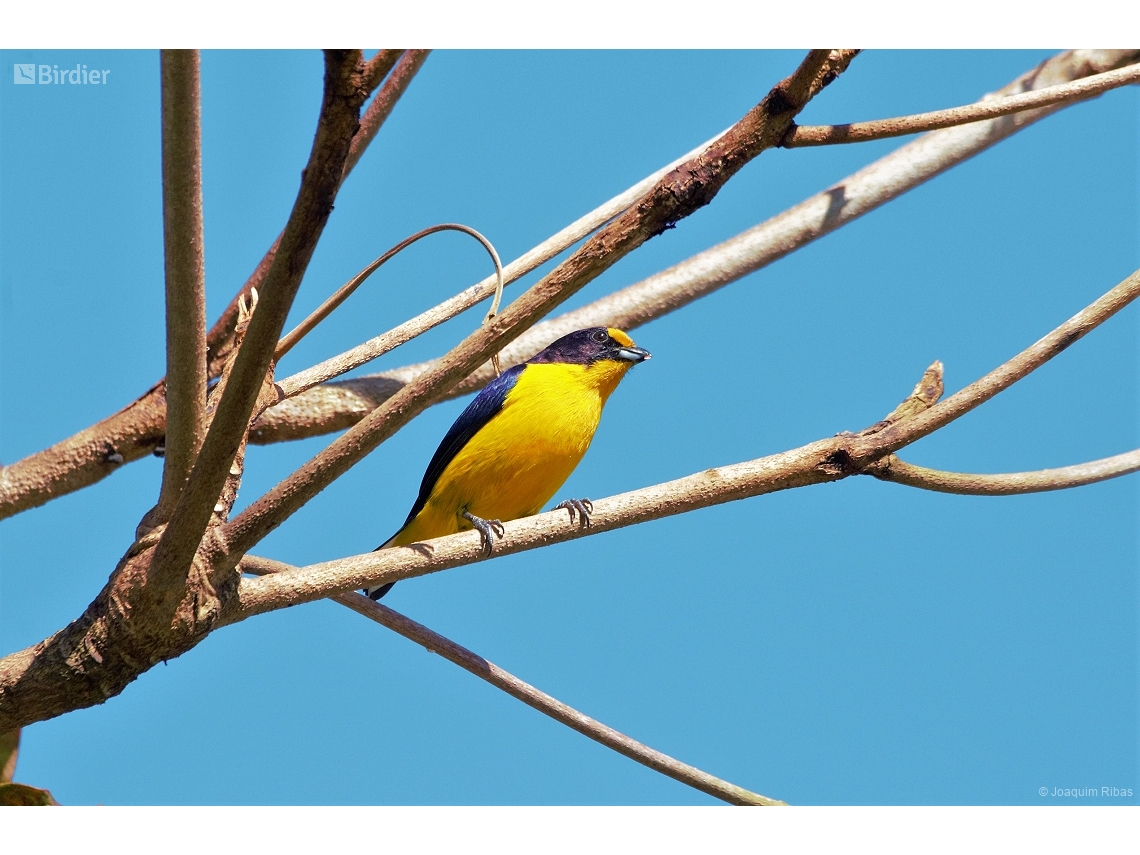 Euphonia violacea