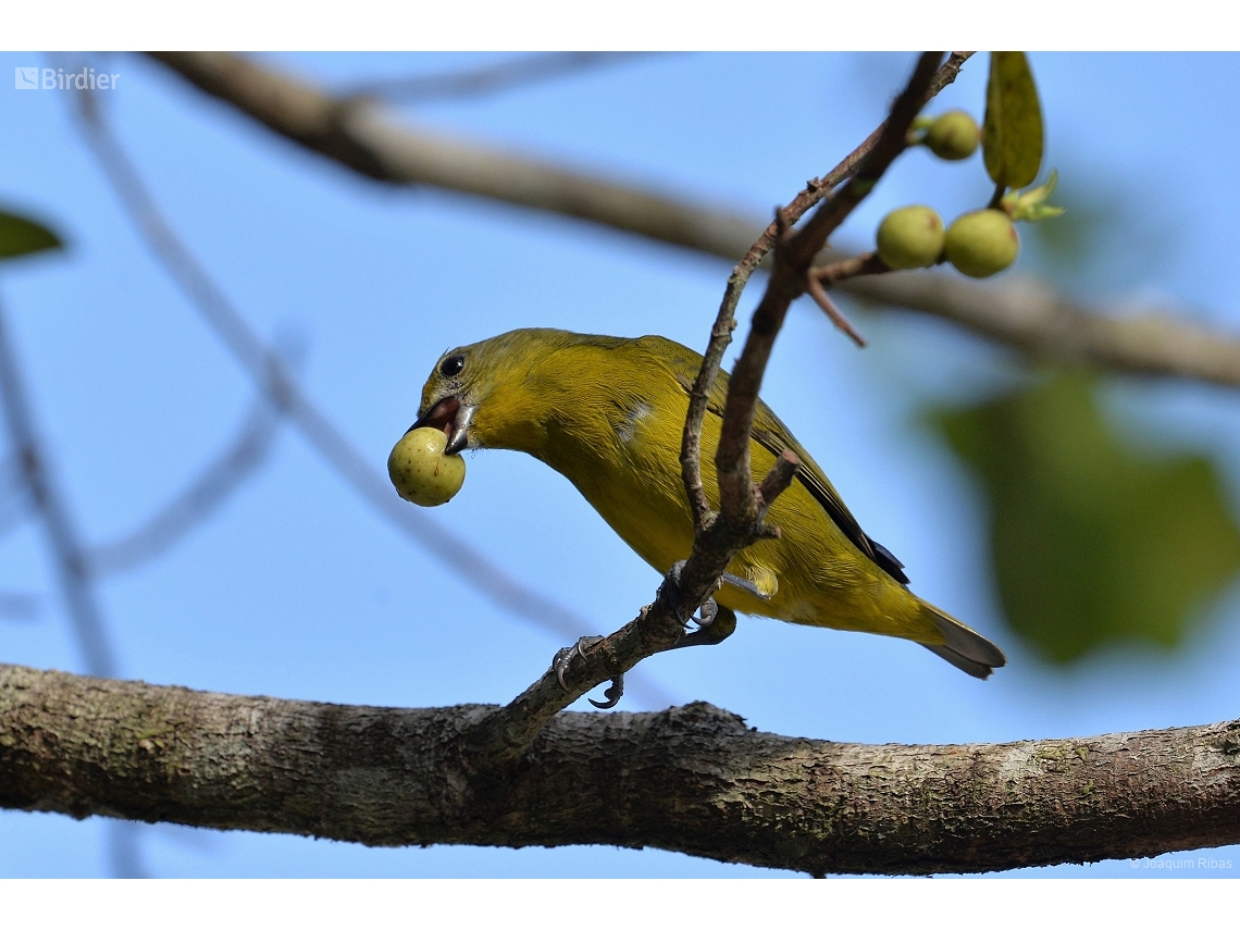 Euphonia violacea