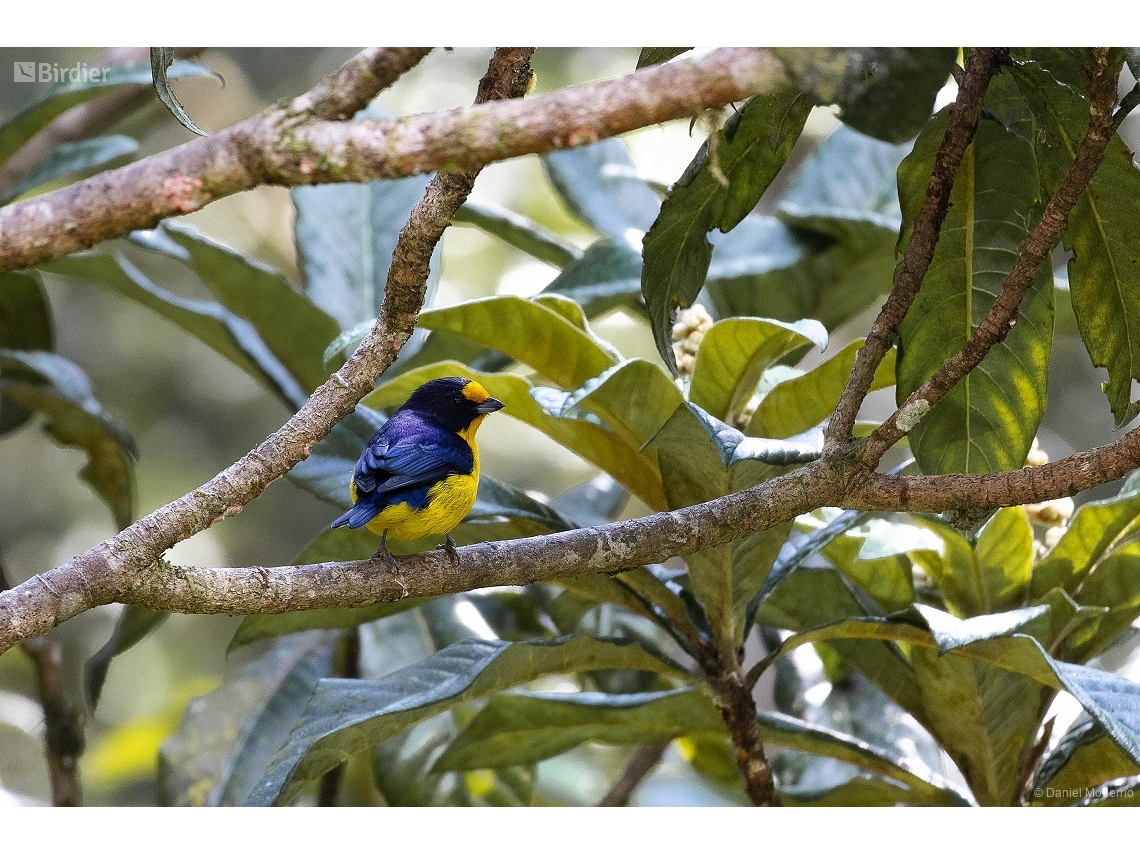 Euphonia violacea