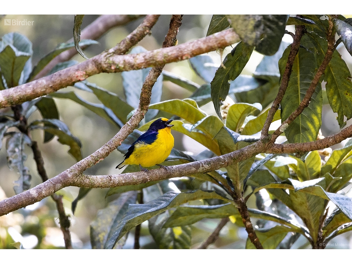 Euphonia violacea