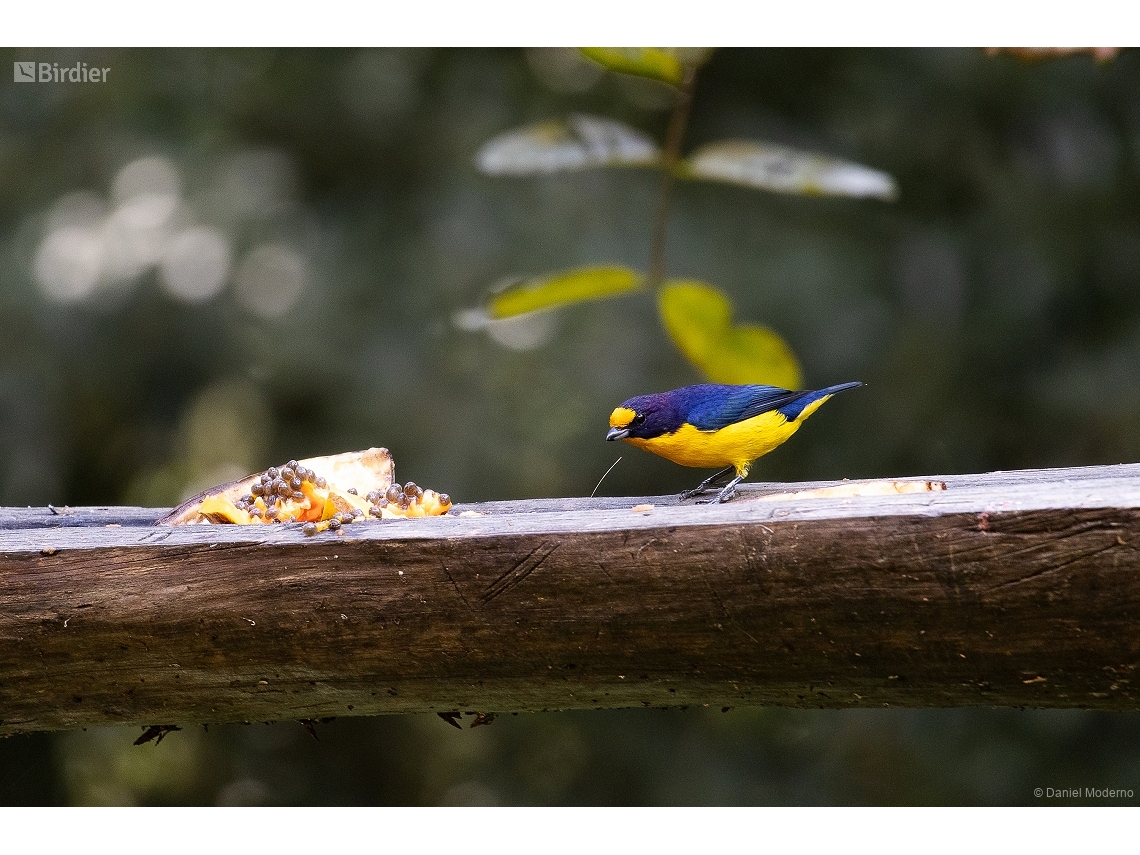 Euphonia violacea