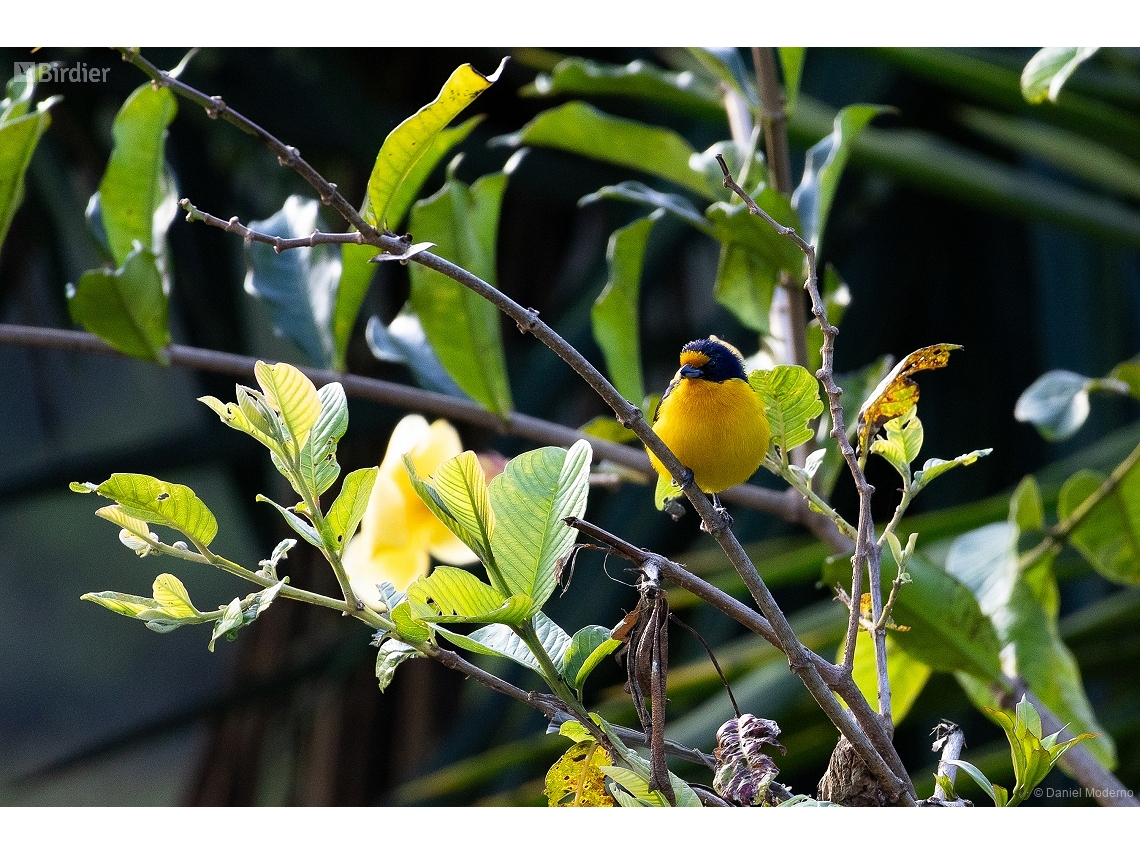 Euphonia violacea