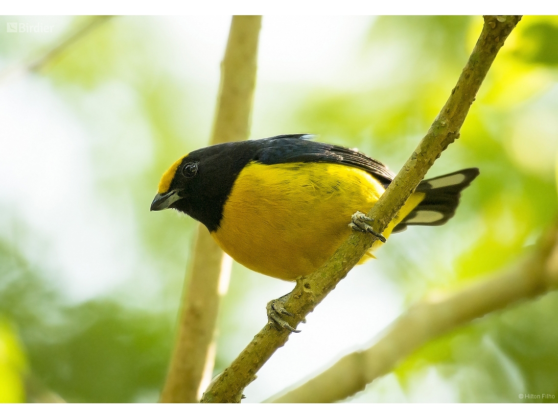 Euphonia xanthogaster