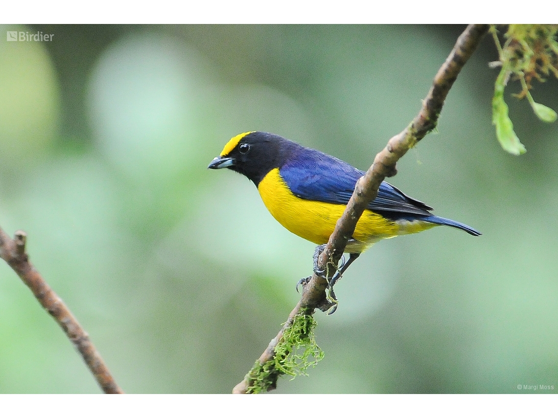 Euphonia xanthogaster