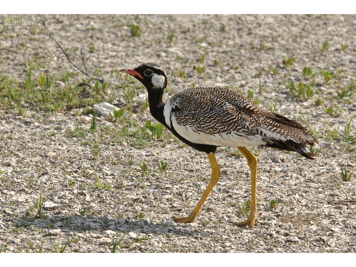 Afrotis afraoides