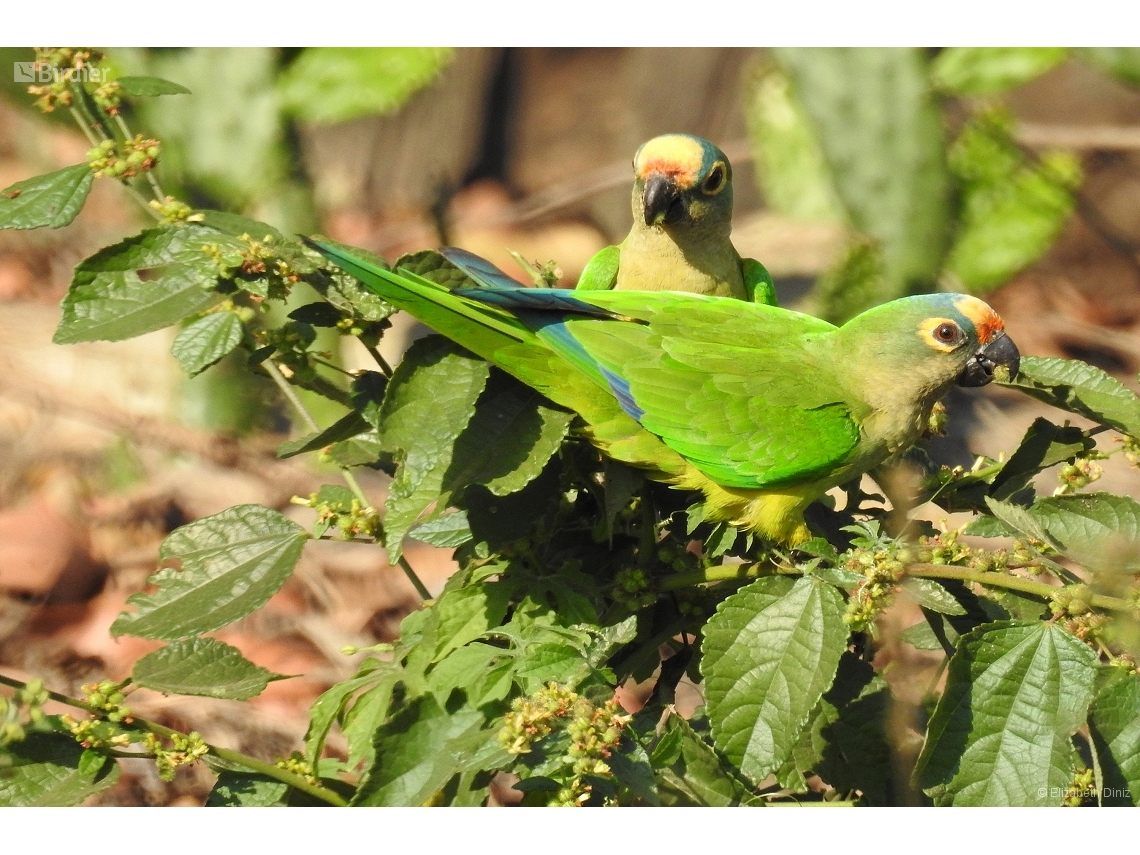 Eupsittula aurea